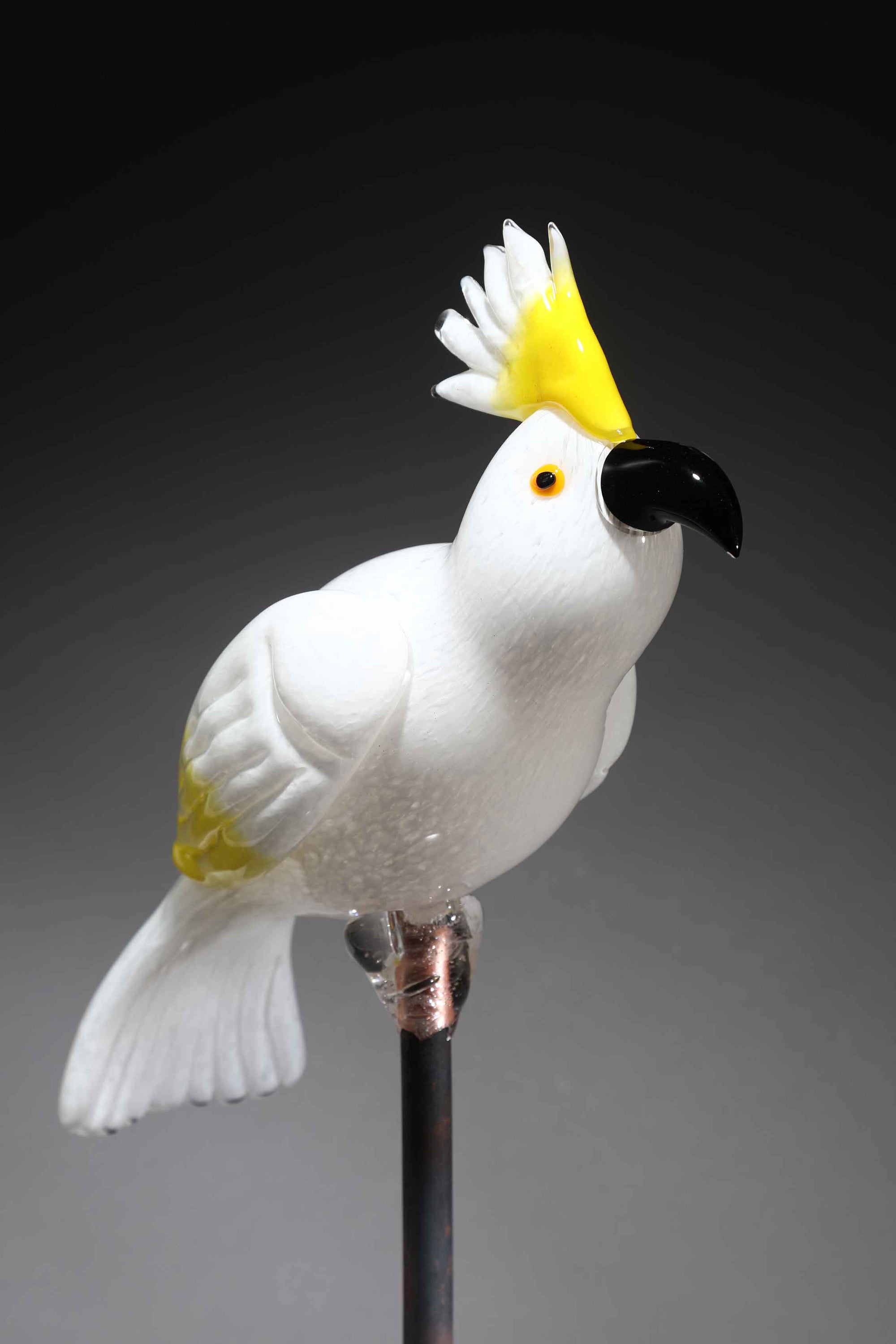 Bird Cockatoo Yellow White