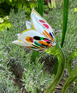 Flower Tulip Rainbow
