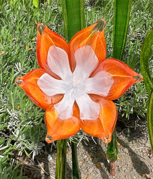 Flower Tulip Orange Red
