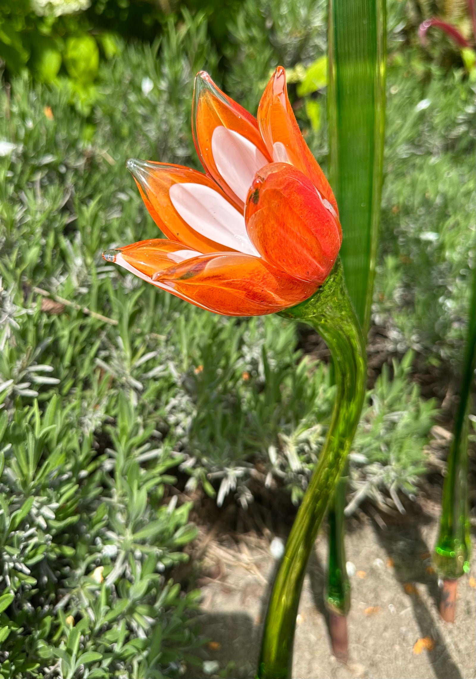 Flower Tulip Orange Red