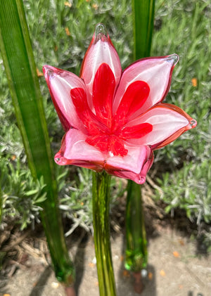 Flower Tulip Pink Orange