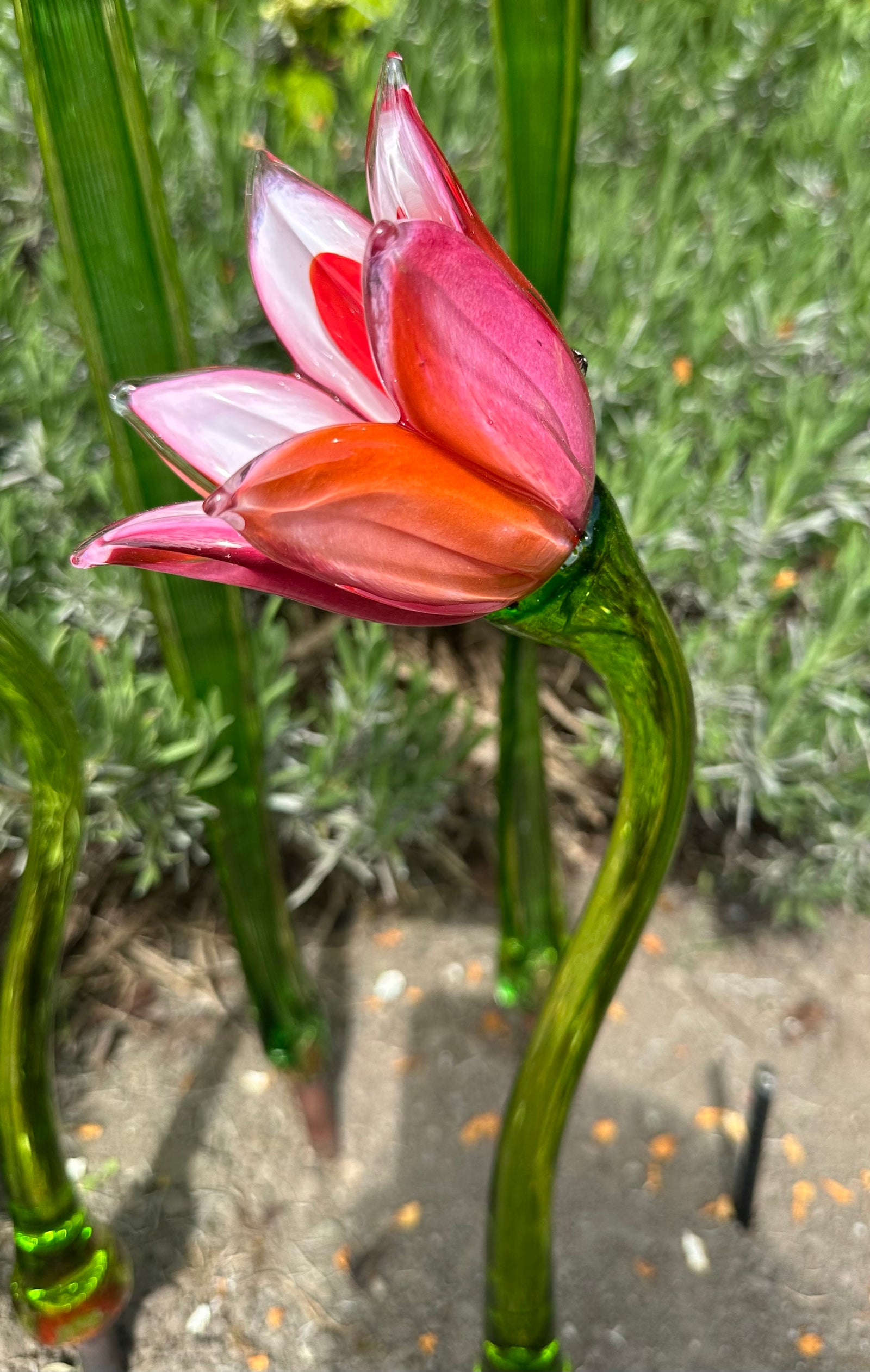 Flower Tulip Pink Orange