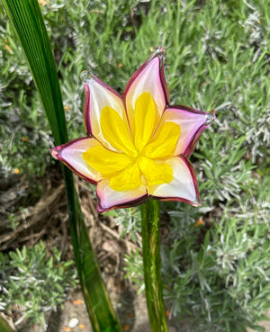 Flower Tulip Purple Pink