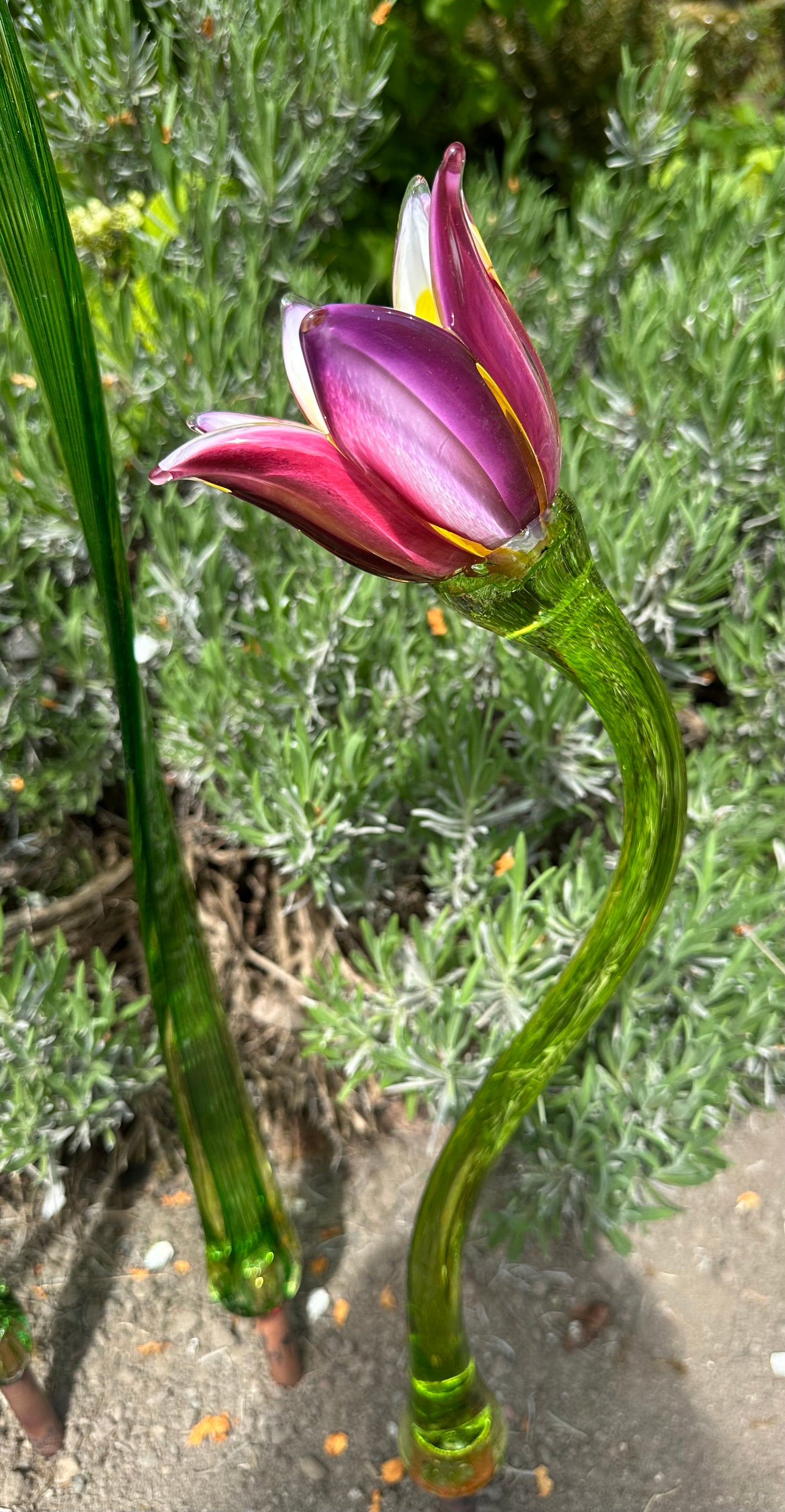 Flower Tulip Purple Pink