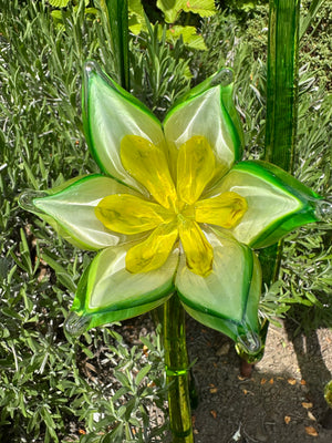 Flower Tulip Green White
