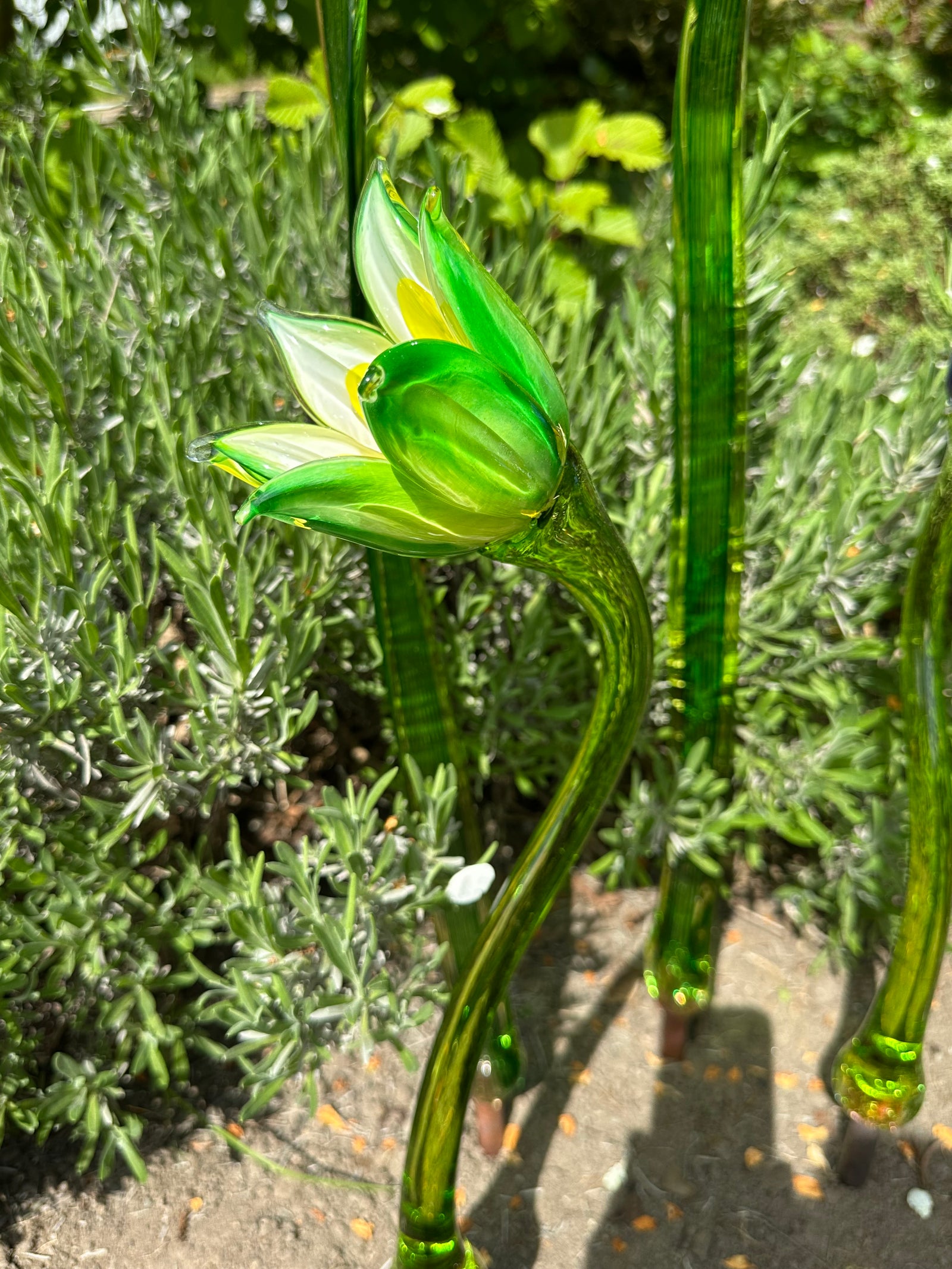 Flower Tulip Green White