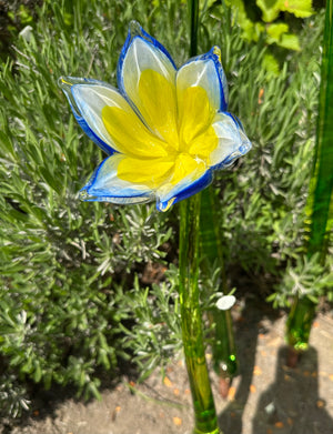 Flower Tulip Blue White