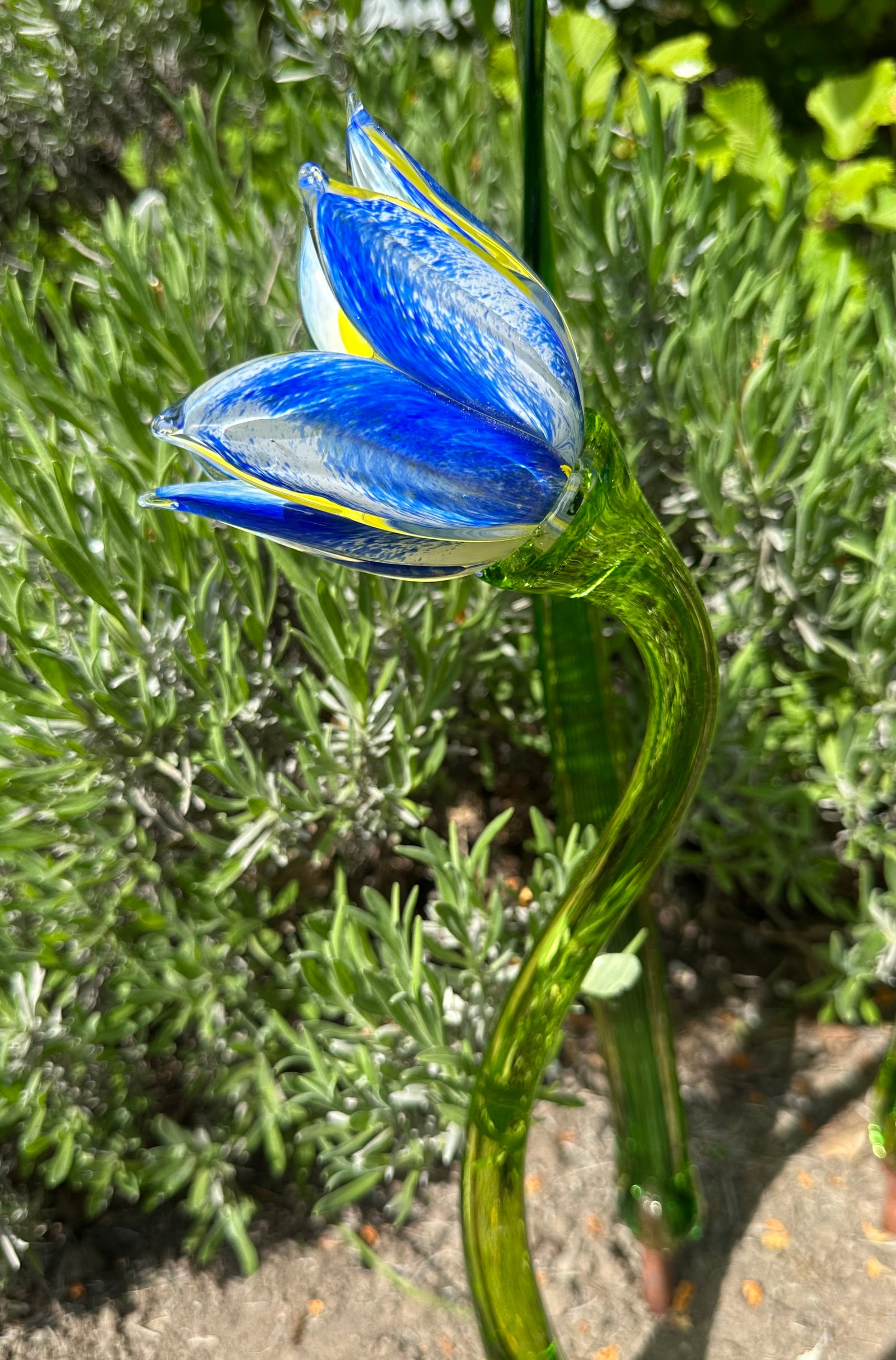 Flower Tulip Blue White