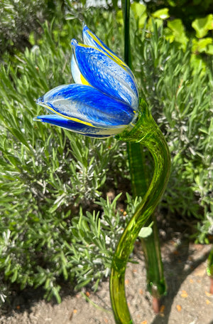 Flower Tulip Blue White
