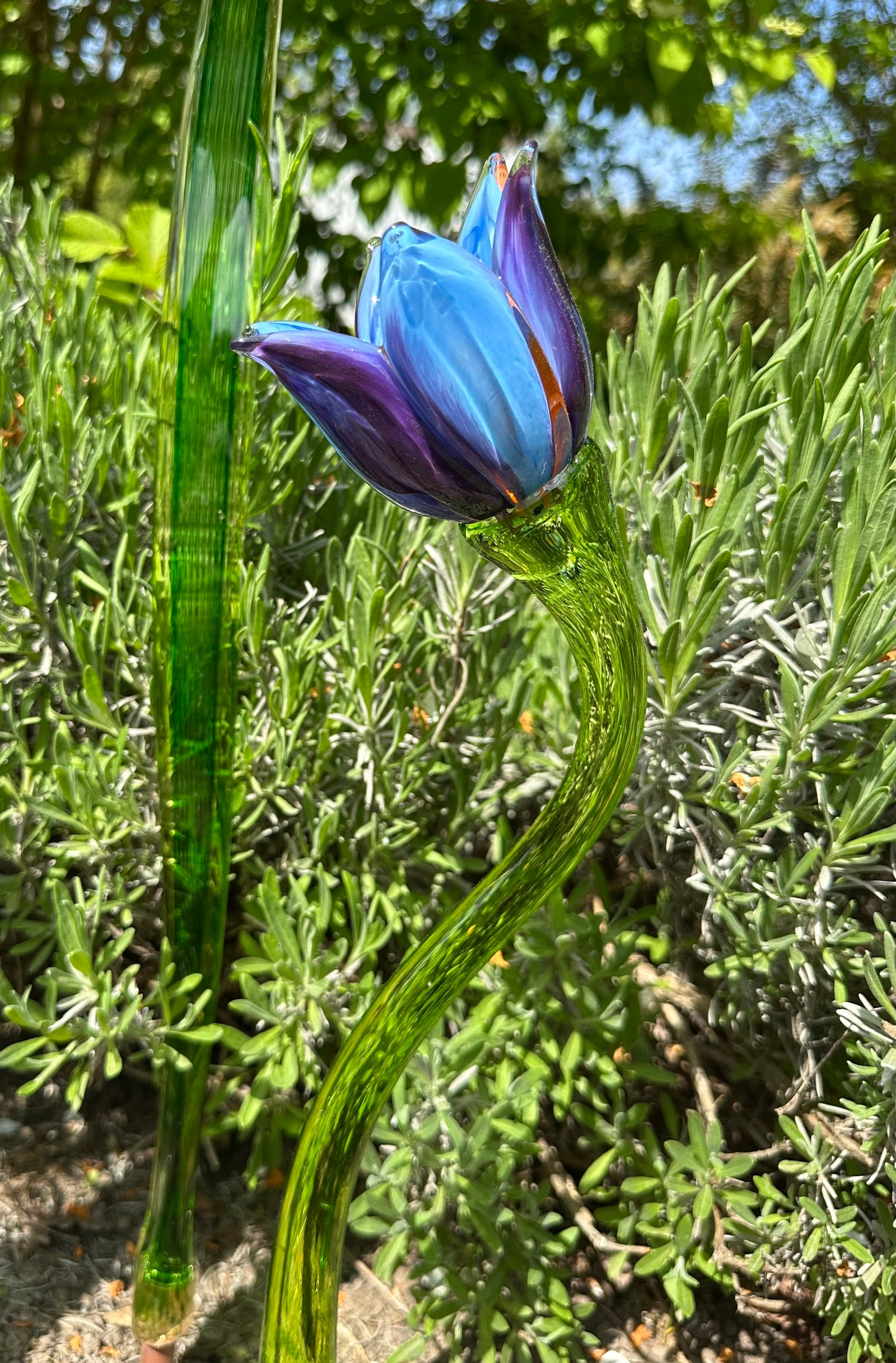 Flower Tulip Purple Blue