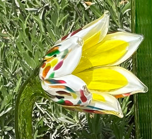 Flower Tulip Rainbow