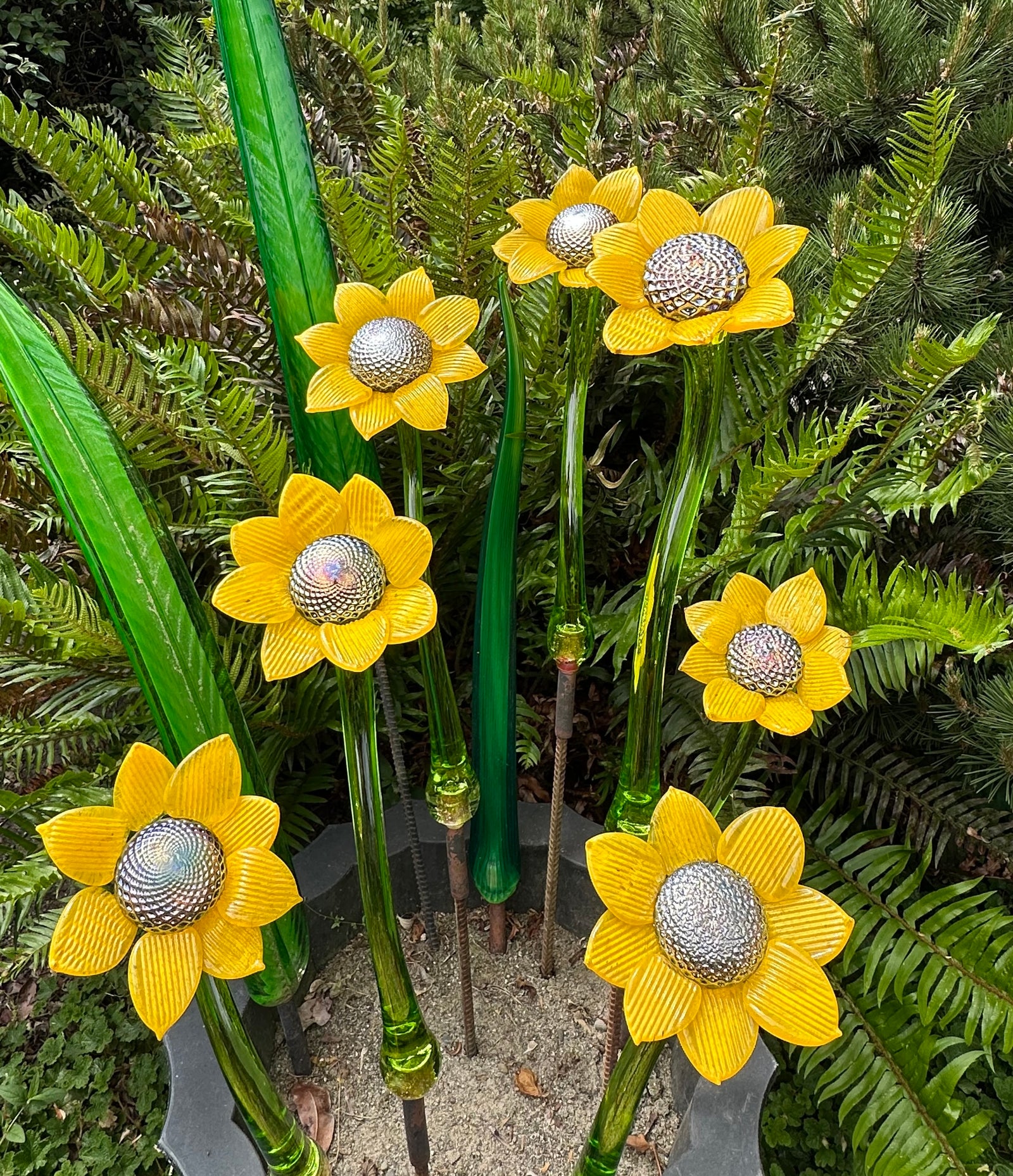 Flower Sunflower