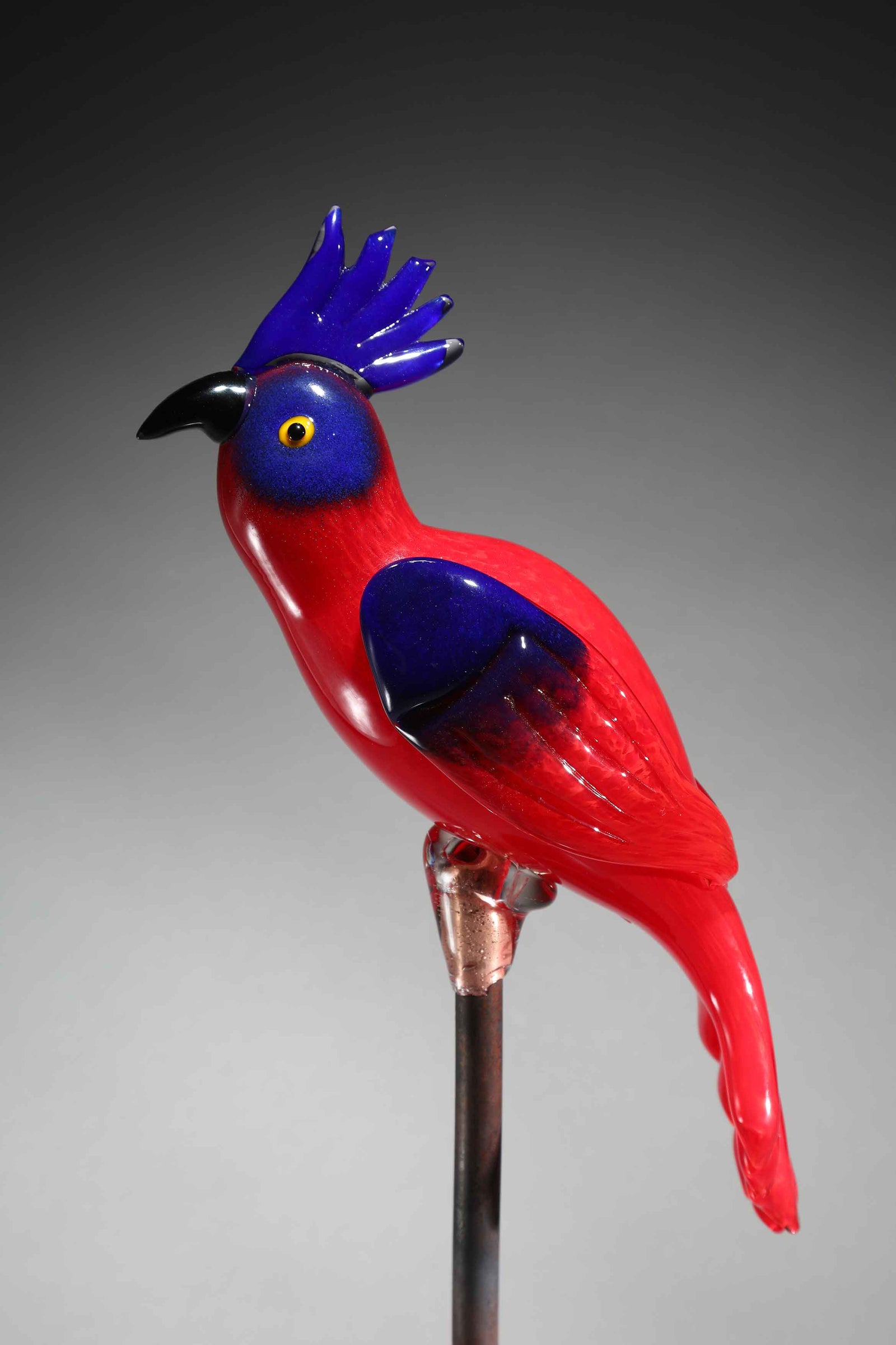 Bird Cockatoo Red Blue