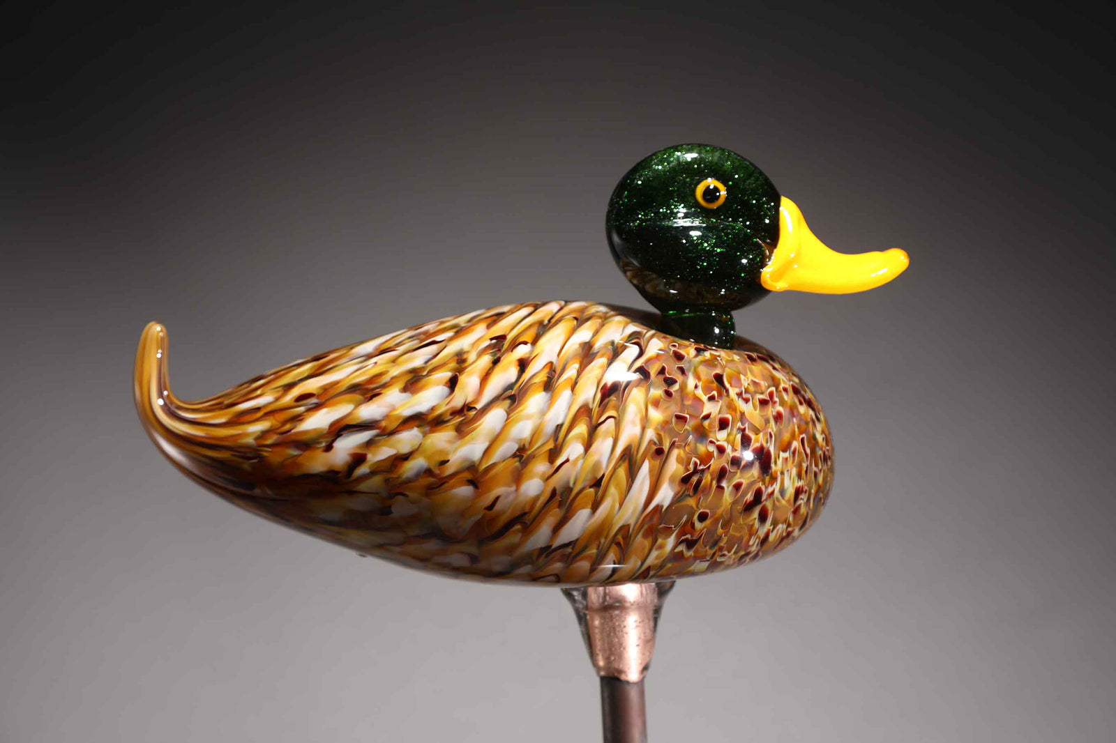 Bird Duck Mallard Male