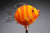 Fish Clownfish Striped Yellow Orange