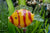 Fish Clownfish Striped Yellow Red