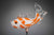 Fish Koi Orange White