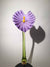 Flower Antherium Light Purple on stem