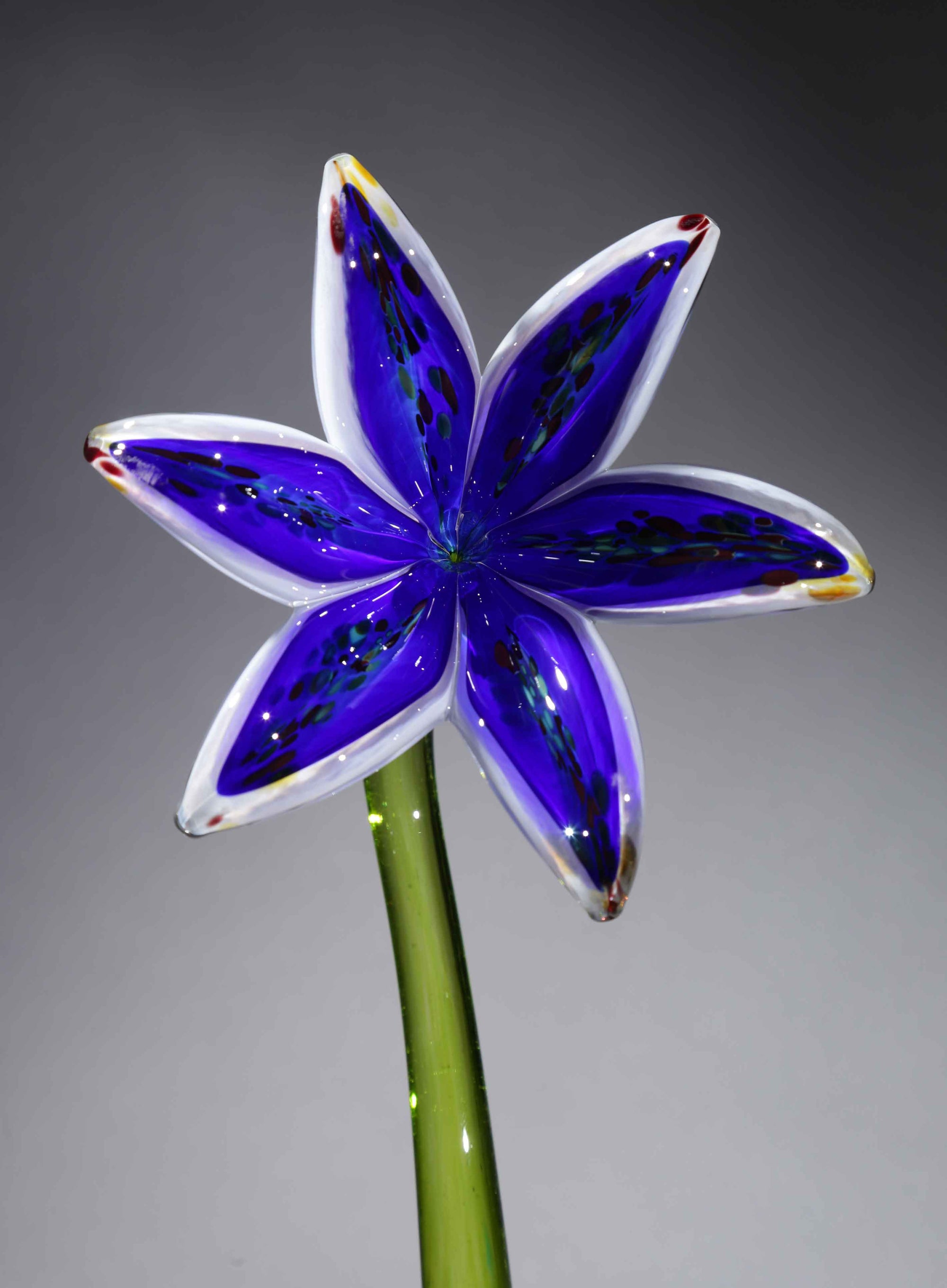Flower Lily White Cobalt Blue