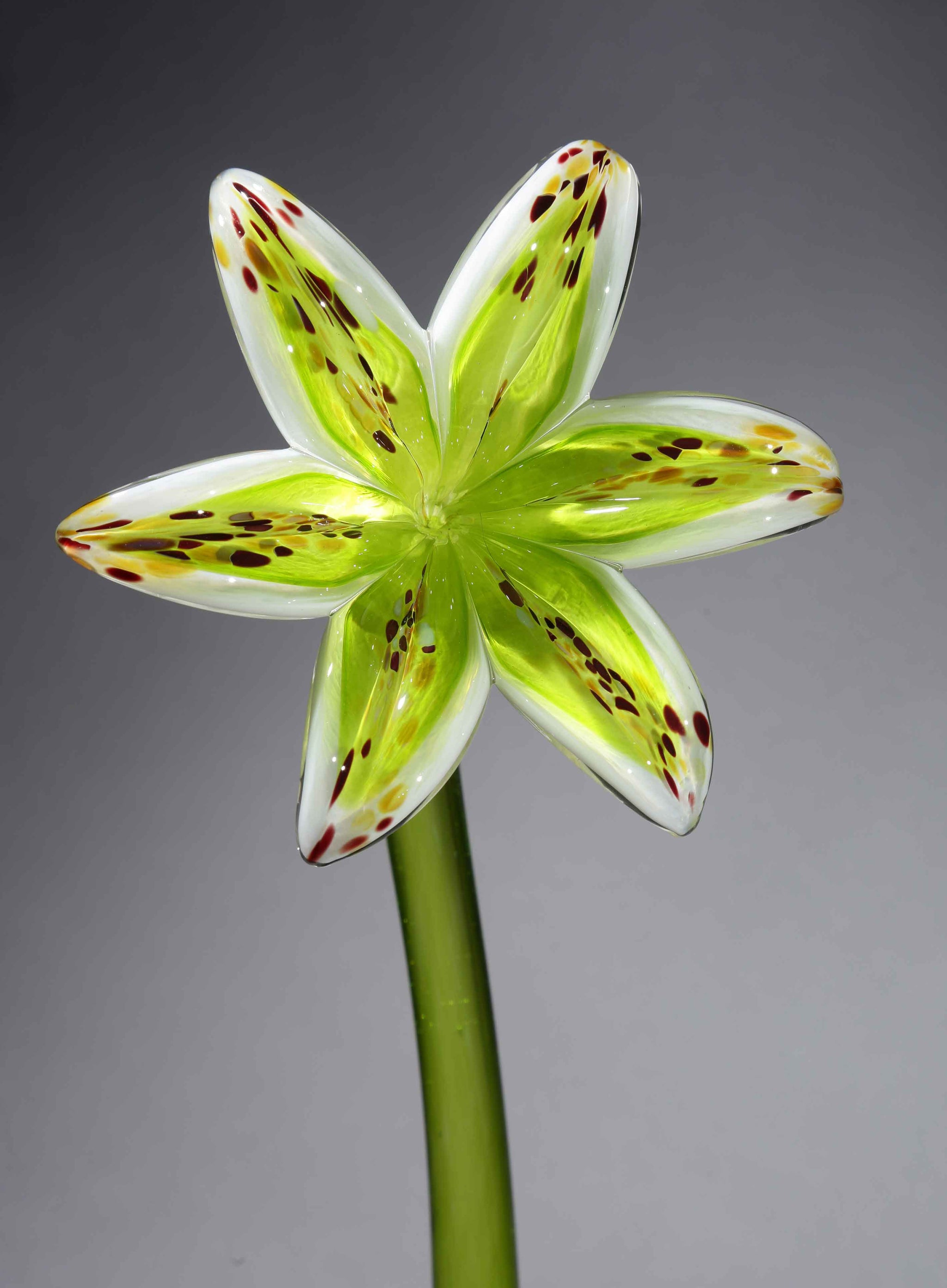 green lily flower Flower Lily White Citron Green