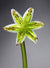 Flower Lily White Citron Green