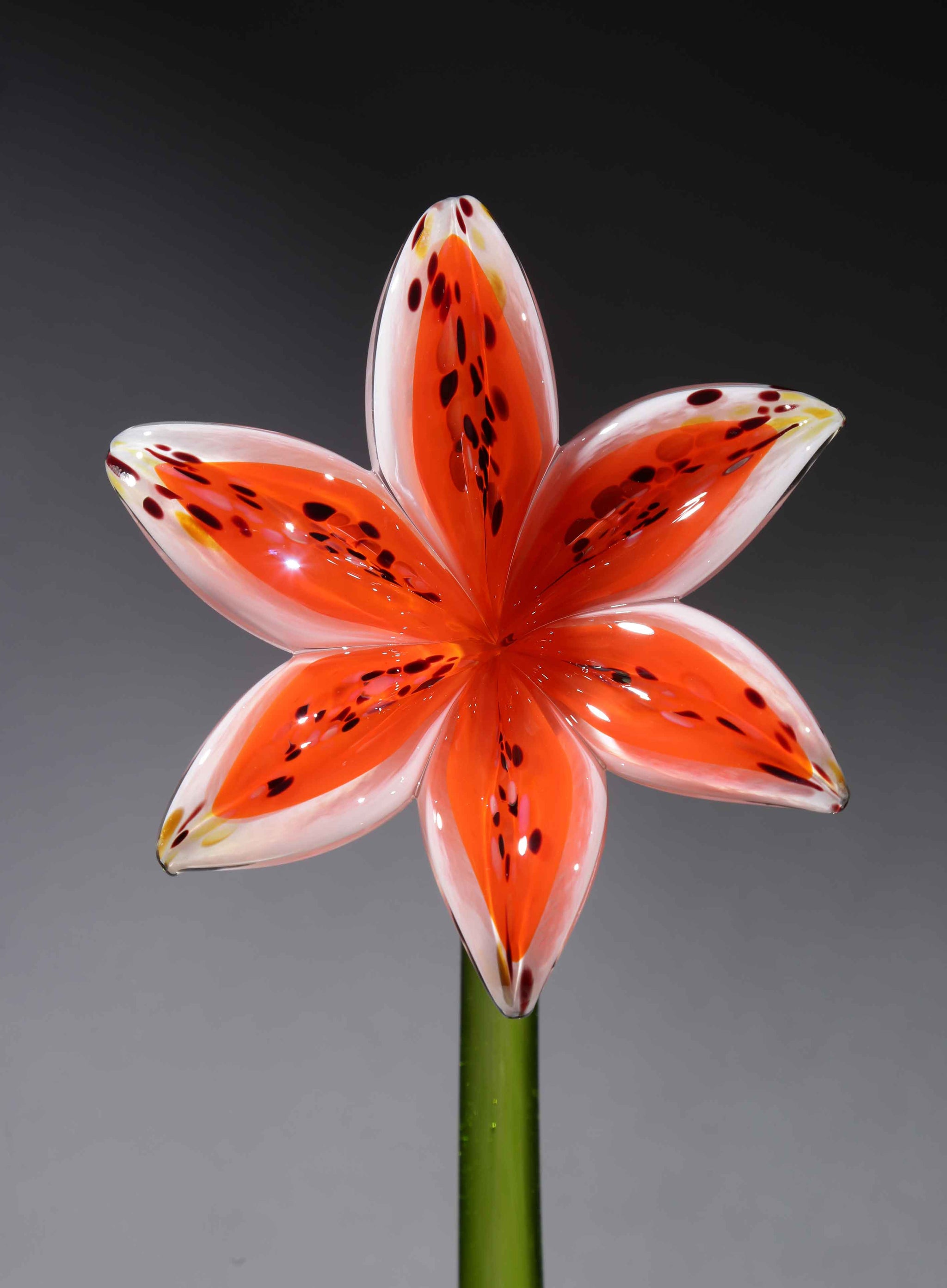 glass lily flower Flower Lily White Orange