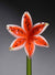 Flower Lily White Orange