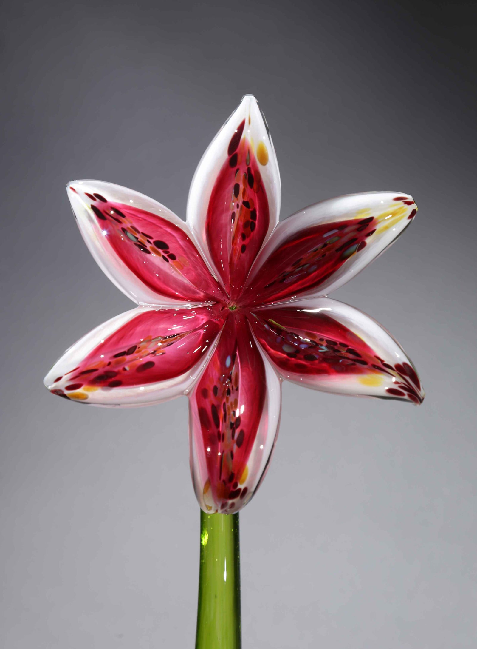 Flower Lily White Pink