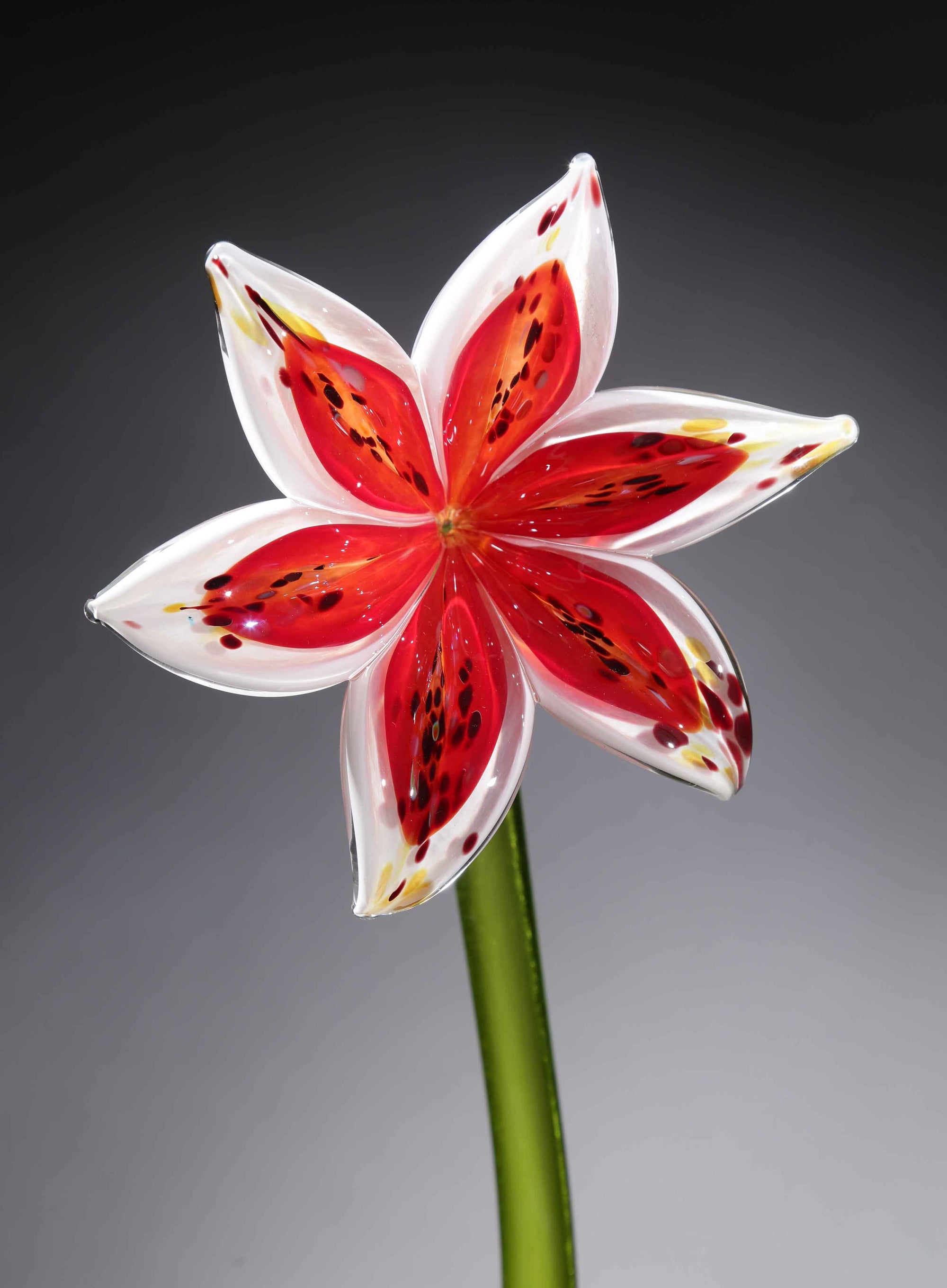 Flower Lily White Red
