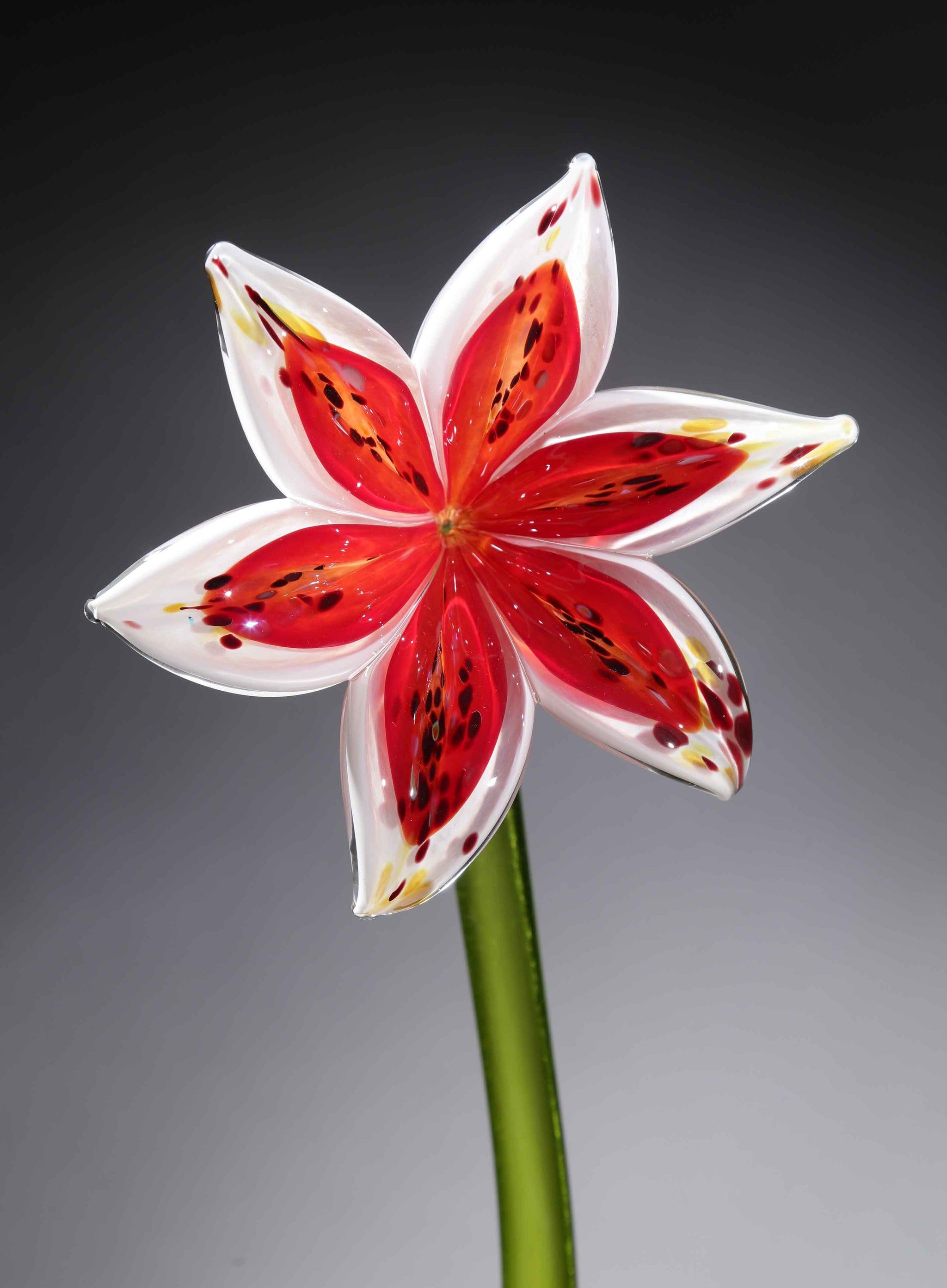 lily white shop Flower Lily White Red