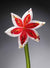 Flower Lily White Red