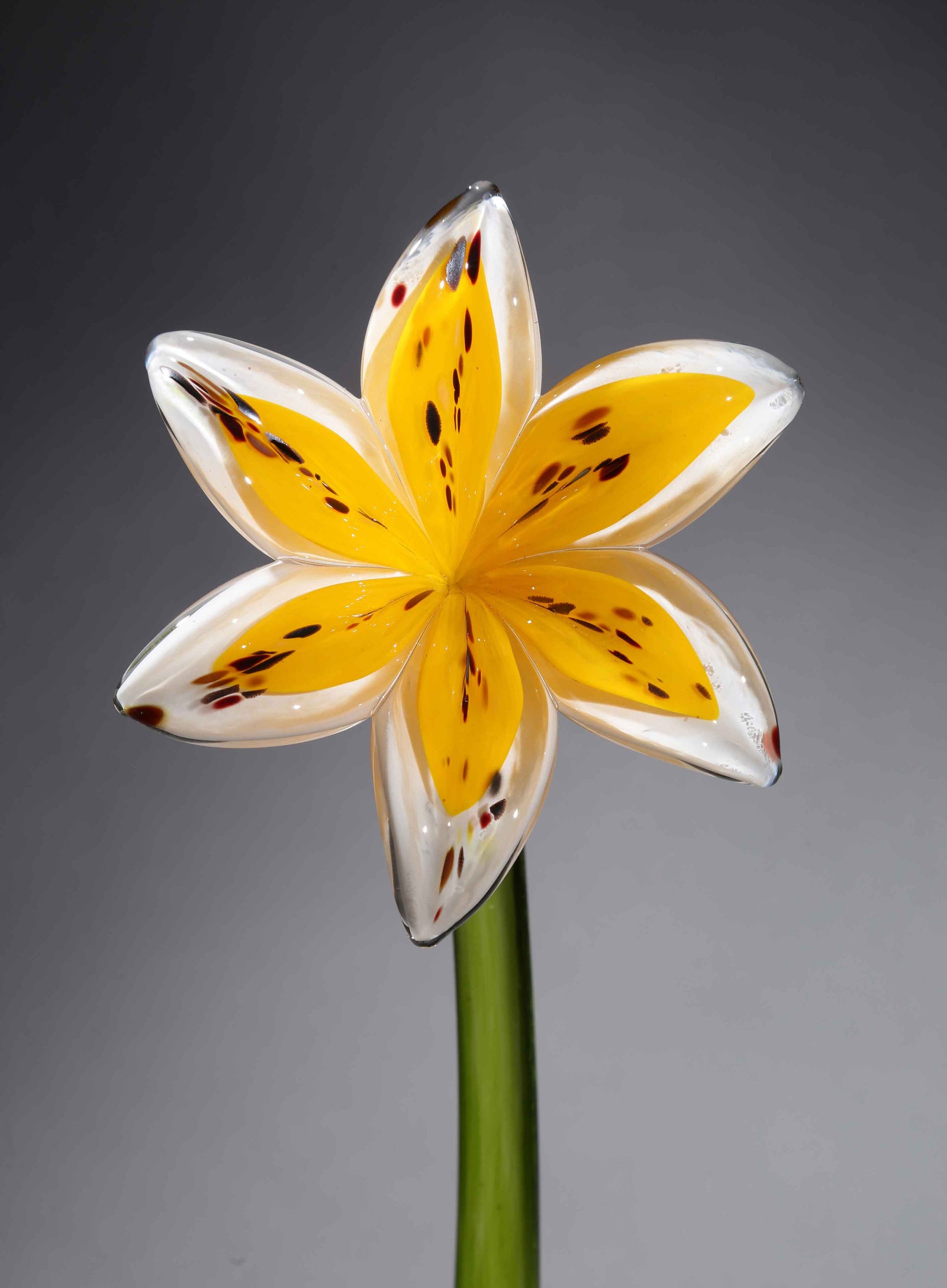 Flower Lily White Yellow
