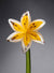 Flower Lily White Yellow