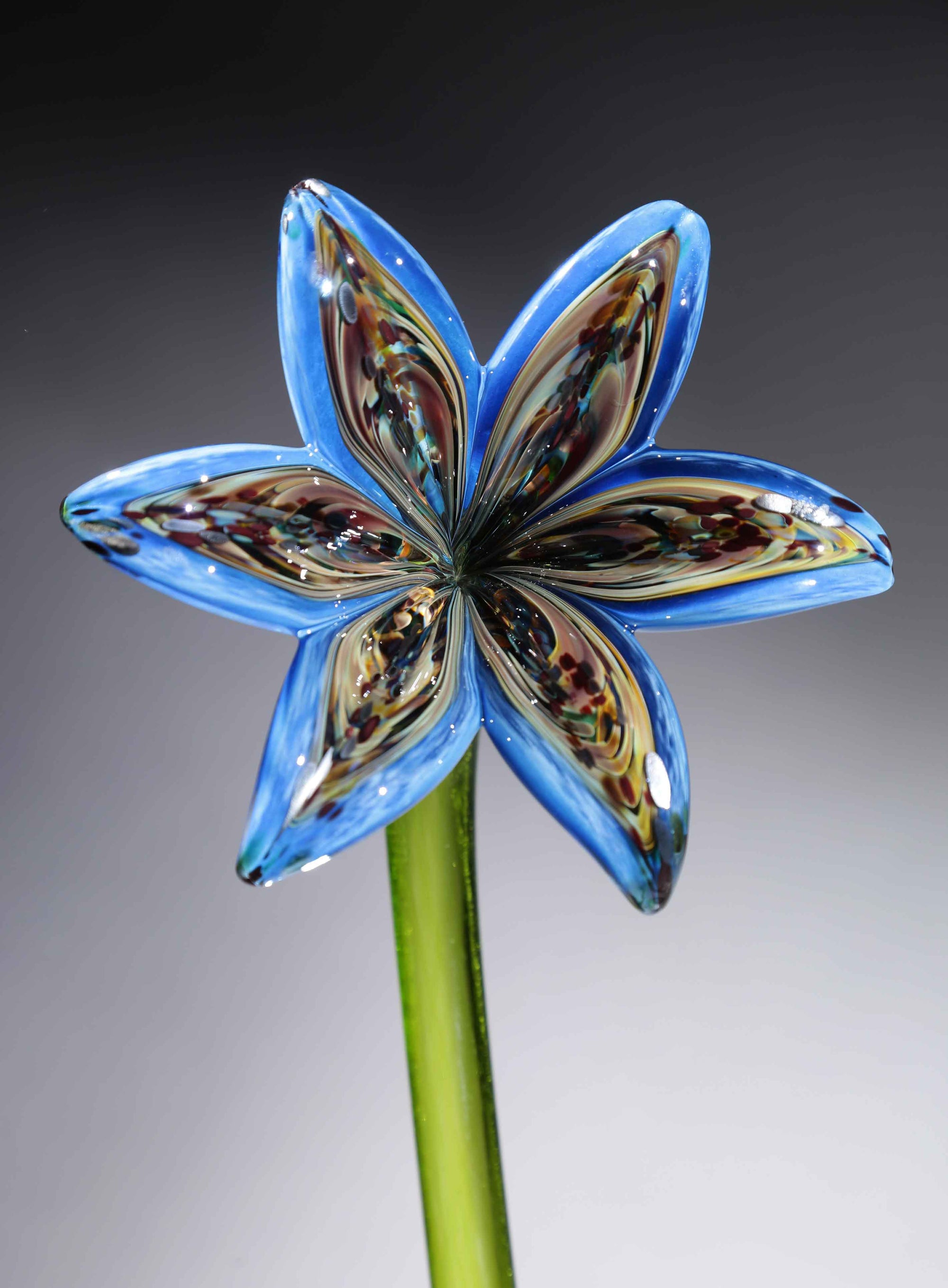Flower Lily Rainbow Blue