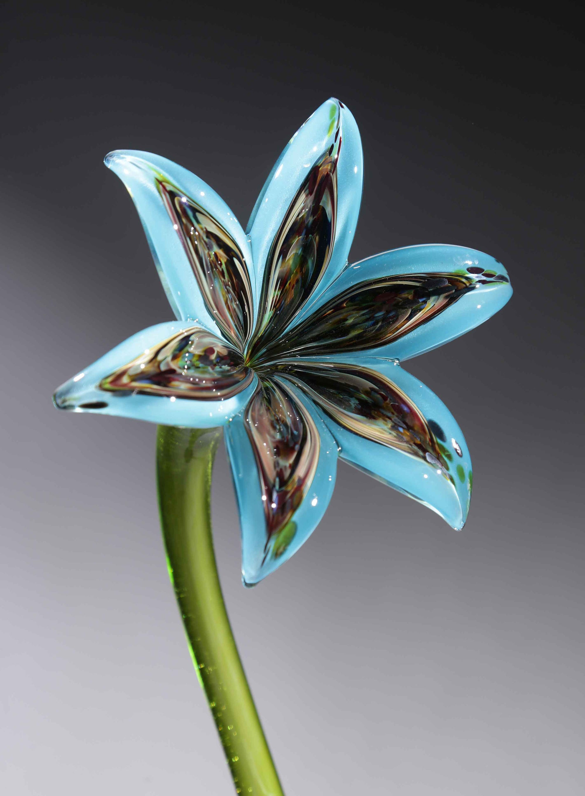 Flower Lily Rainbow Turquoise