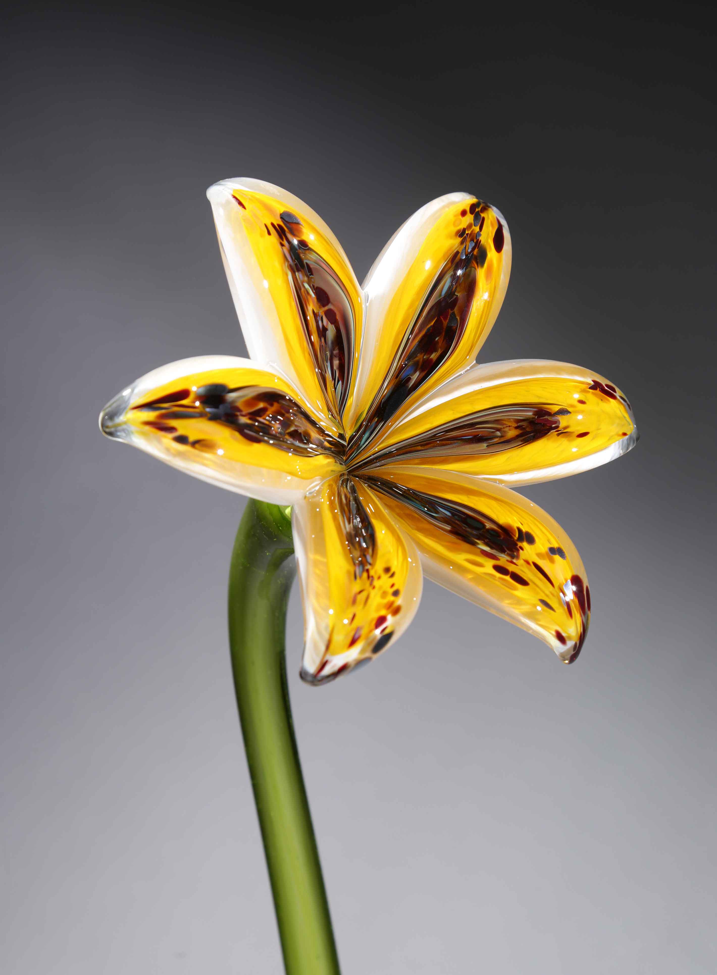 Flower Lily Rainbow Yellow