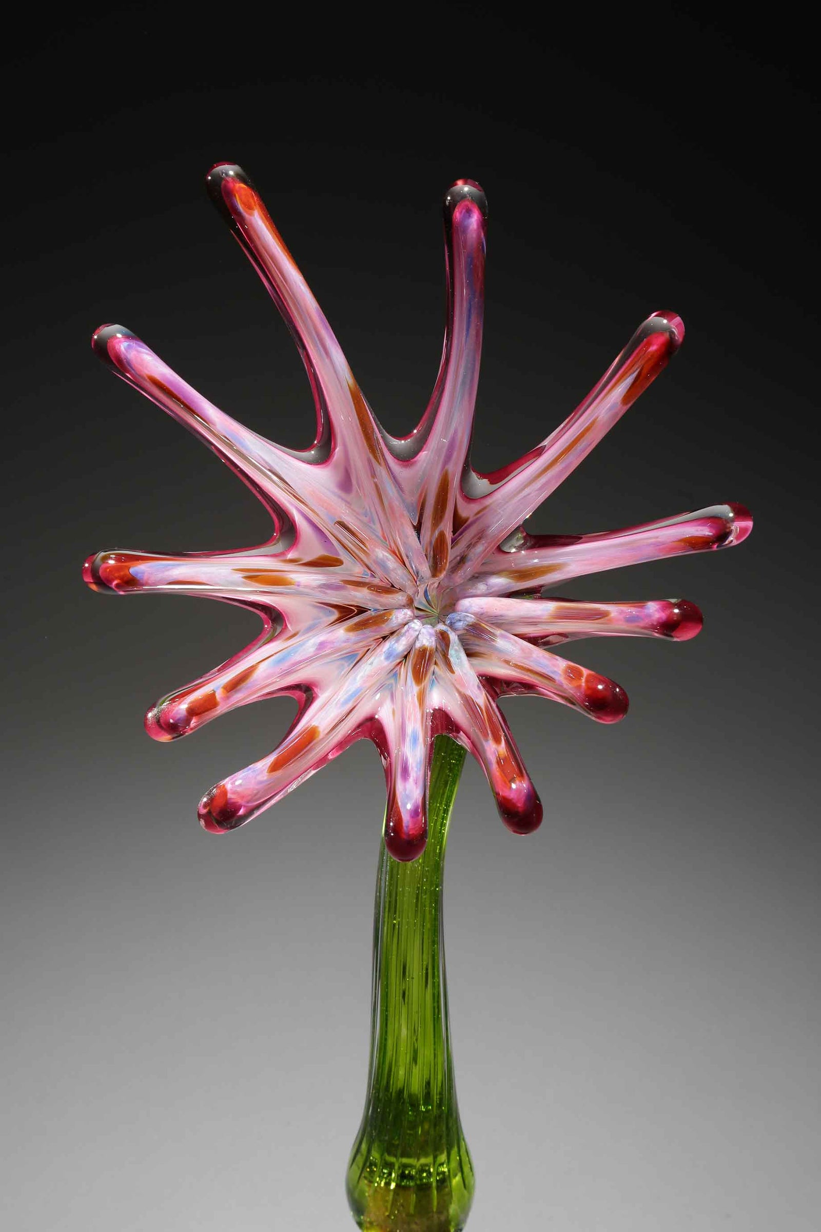 Flower Sunburst Pink Rainbow