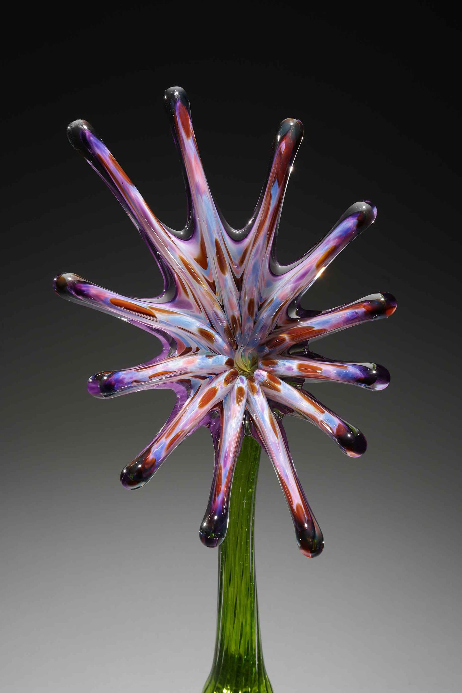 Flower Sunburst Purple Rainbow