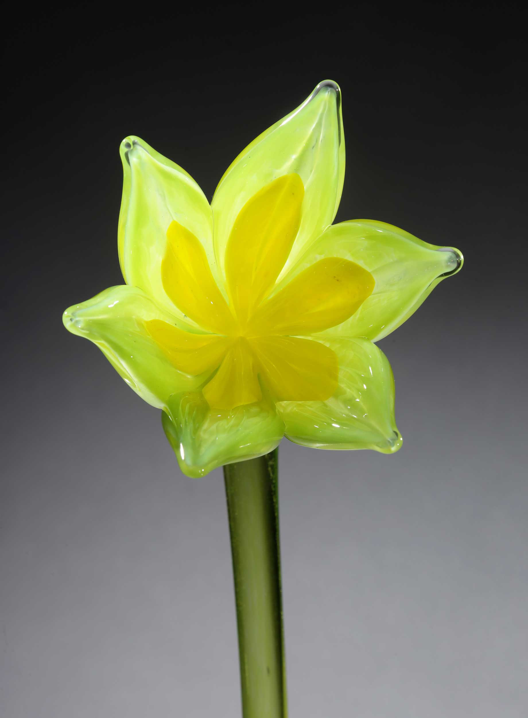 Flower Tulip Light Green Yellow