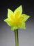 Flower Tulip Light Green Yellow