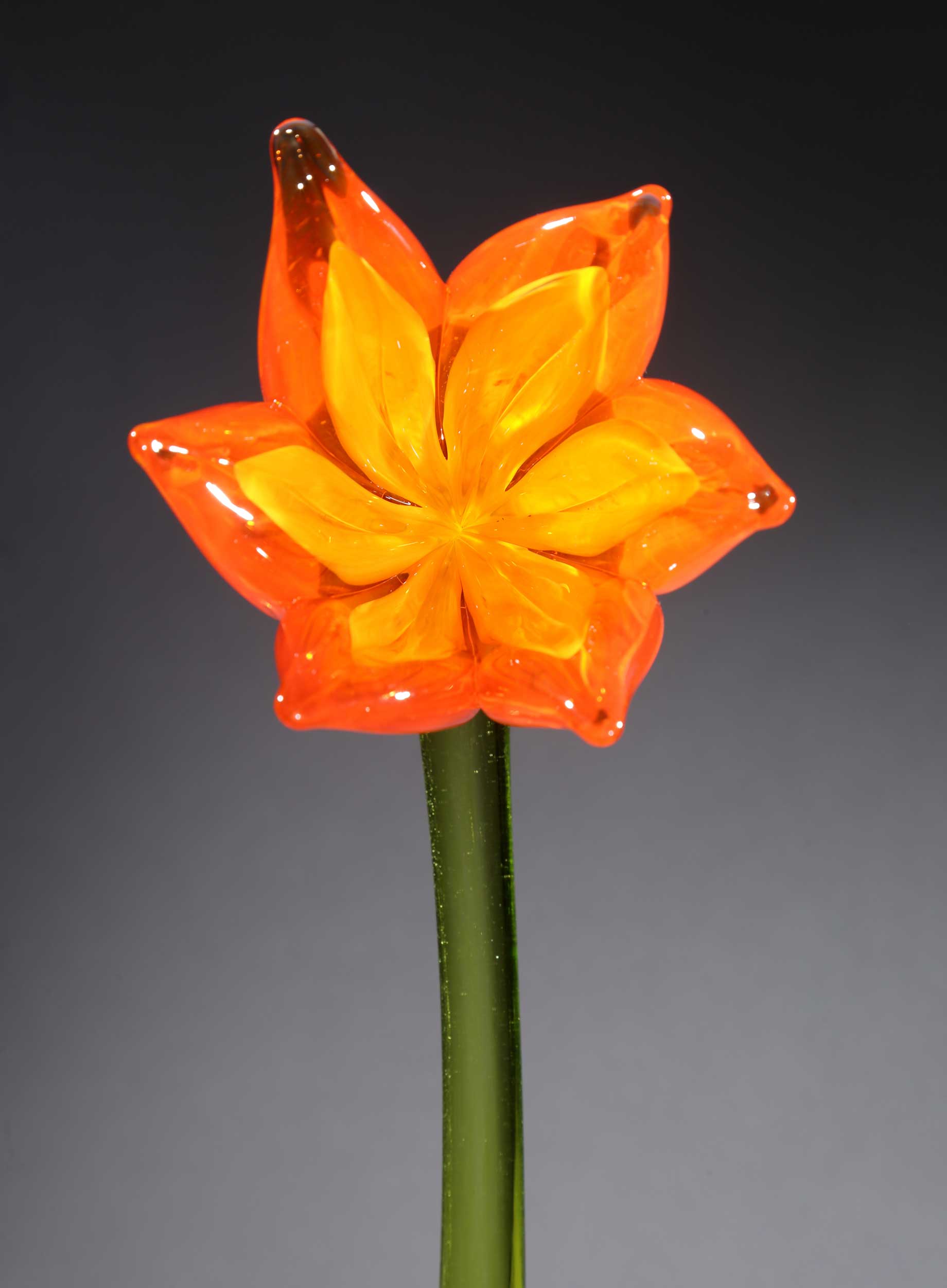 Flower Tulip Orange Yellow