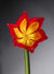 Flower Tulip Red Yellow