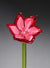 Flower Tulip Ruby Pink