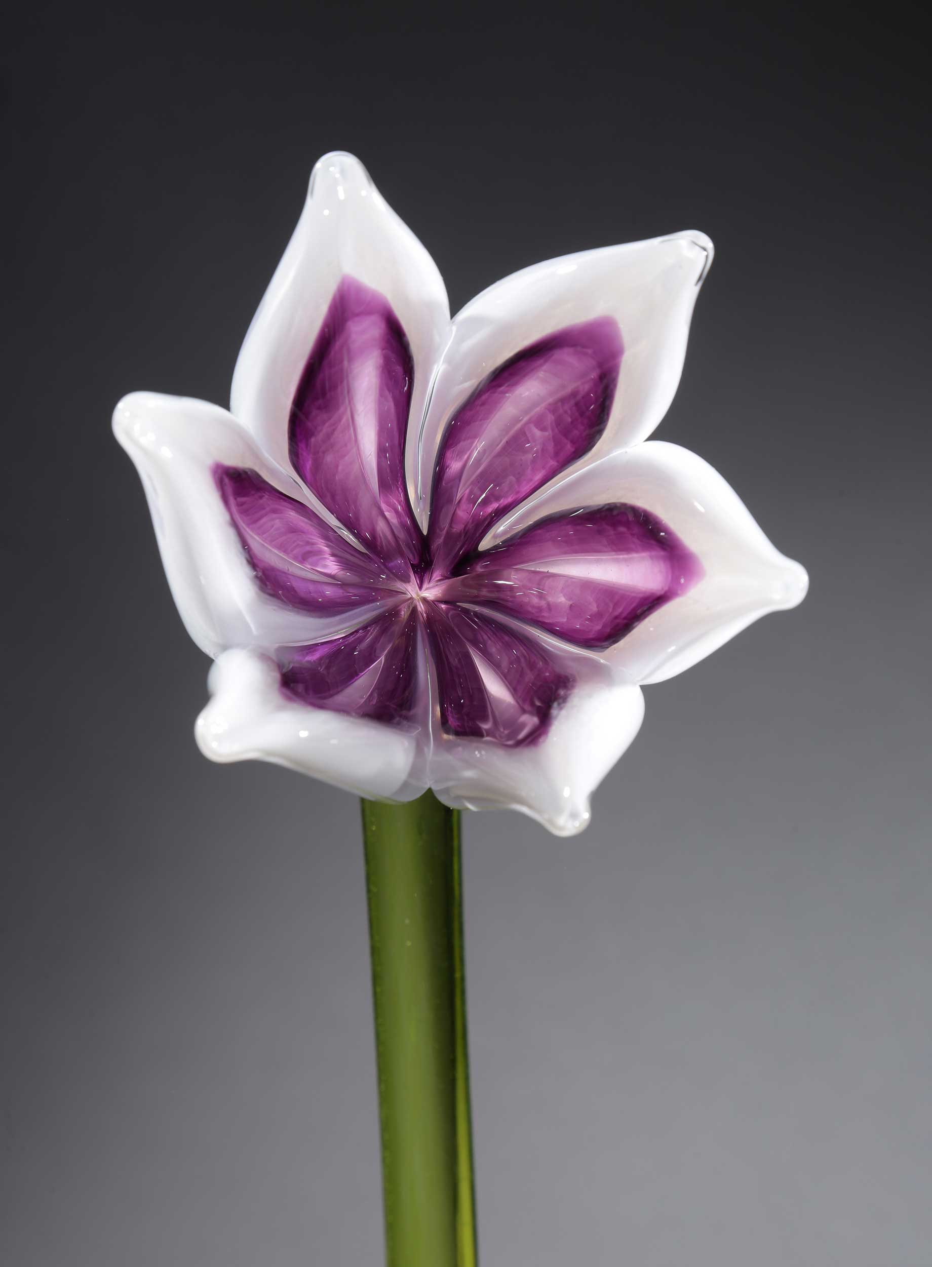 Flower Tulip White Purple