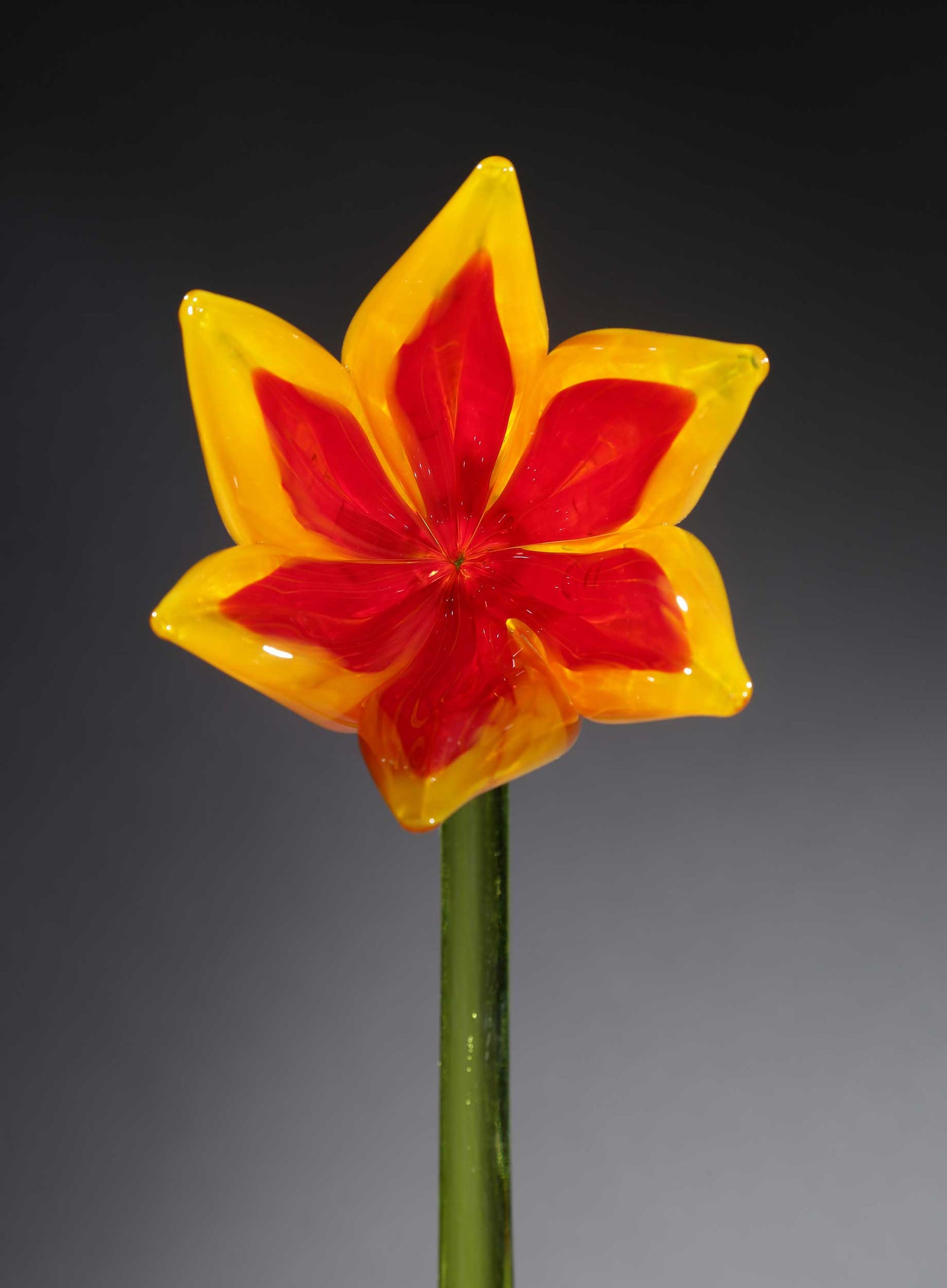 Flower Tulip Yellow Red
