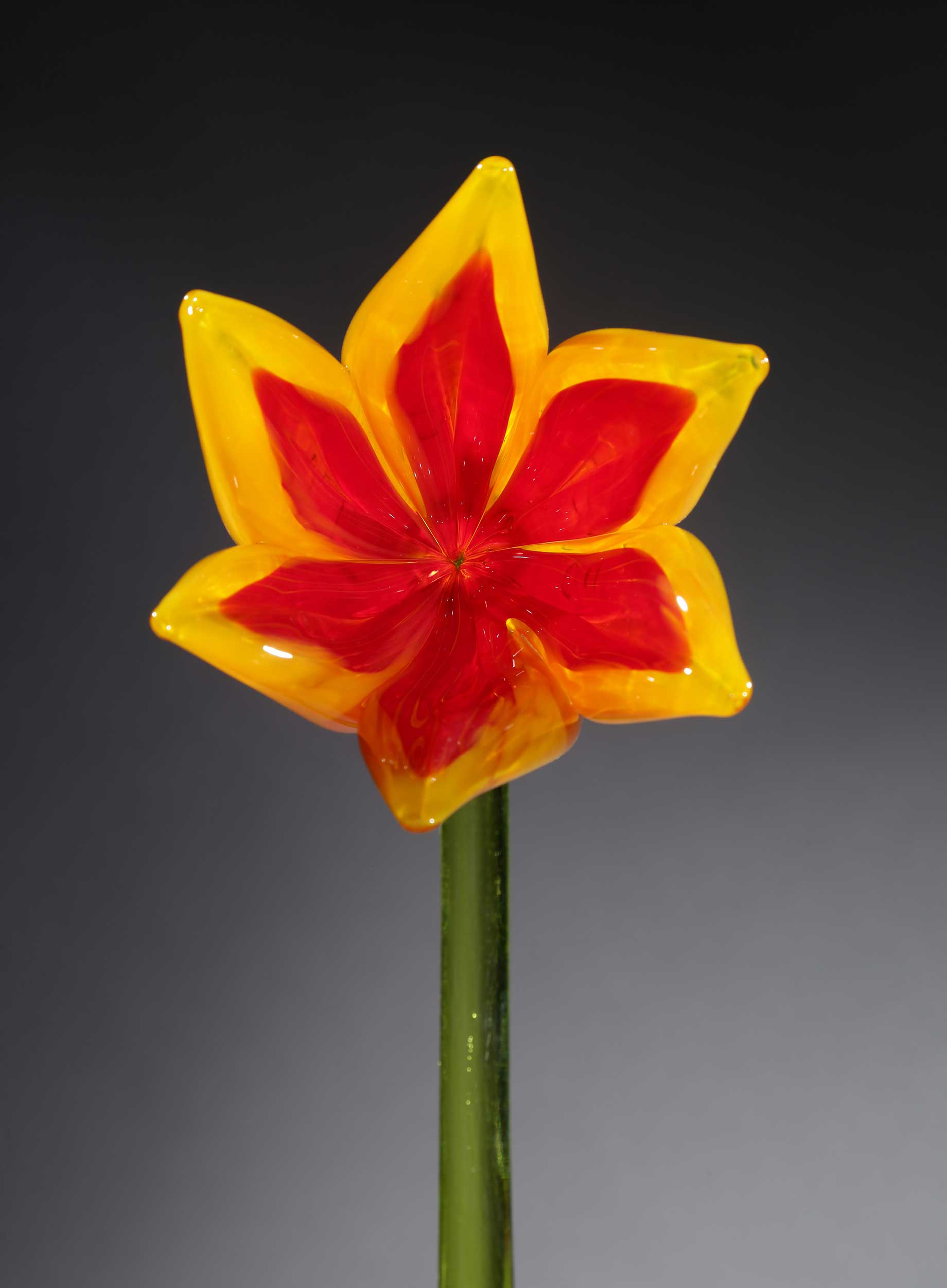 Flower Tulip Yellow Red